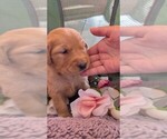 Small #7 English Cream Golden Retriever