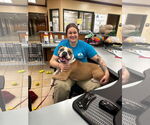 Small Photo #11 American Pit Bull Terrier-Unknown Mix Puppy For Sale in Virginia Beach, VA, USA