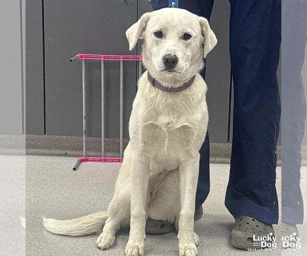 Medium Photo #1 Labrador Retriever-Unknown Mix Puppy For Sale in Washington, DC, USA