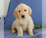 Small Photo #4 Golden Retriever Puppy For Sale in GORDONVILLE, PA, USA