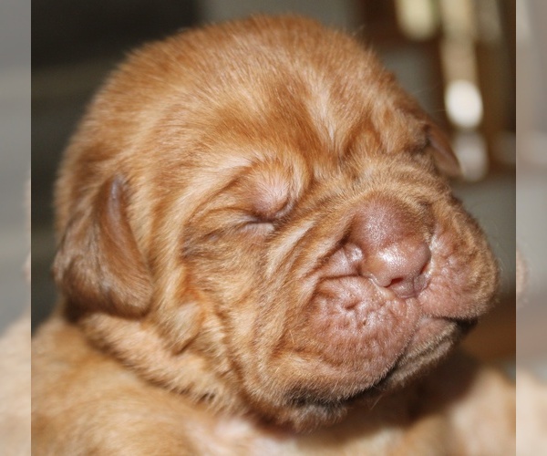 Medium Photo #7 Dogue de Bordeaux Puppy For Sale in ATTLEBORO, MA, USA