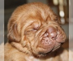 Small #6 Dogue de Bordeaux