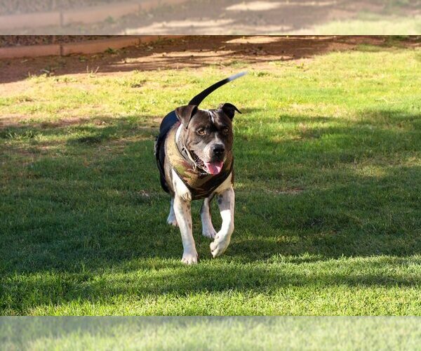 Medium Photo #3 American Bulldog-Unknown Mix Puppy For Sale in Chandler, AZ, USA