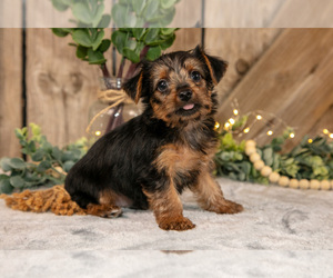 Medium Yorkshire Terrier