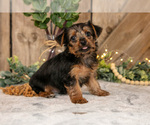 Puppy Dudley Yorkshire Terrier
