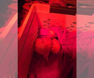 Morkie Puppy for sale in CORNERSVILLE, TN, USA