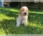 Small Photo #9 Goldendoodle (Miniature) Puppy For Sale in KEWASKUM, WI, USA