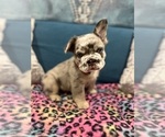 Puppy Bullseye French Bulldog