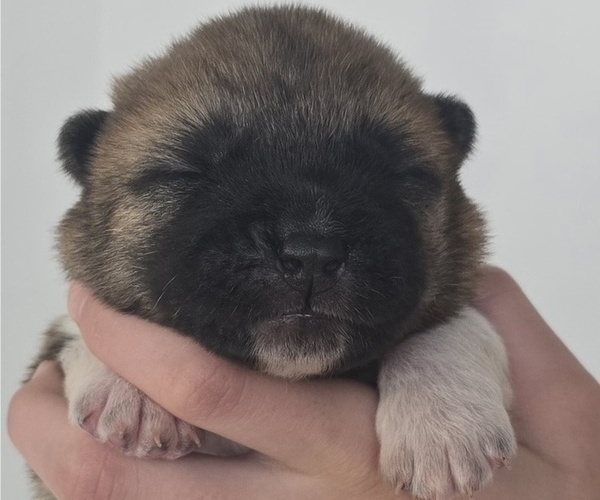 Medium Photo #1 Akita Puppy For Sale in STRAFFORD, MO, USA