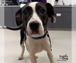 Small #1 Lab-Pointer