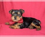 Small Photo #4 Yorkshire Terrier Puppy For Sale in BIRD IN HAND, PA, USA