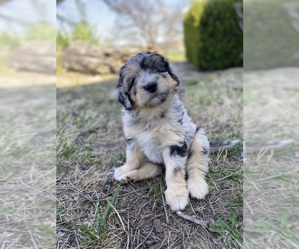 Medium Photo #4 Aussiedoodle Puppy For Sale in CONWAY, MO, USA