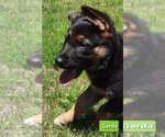 Small Photo #3 German Shepherd Dog Puppy For Sale in EVANS, WA, USA