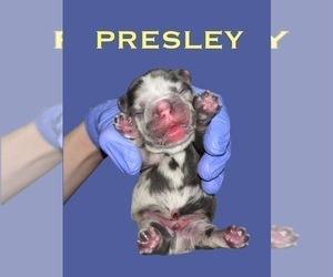 French Bulldog Puppy for sale in FRANKLIN, IN, USA