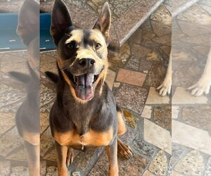 Doberman Pinscher-German Shepherd Dog Mix Dogs for adoption in Los Angeles, CA, USA