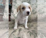 Small #1 Labrador Retriever Mix