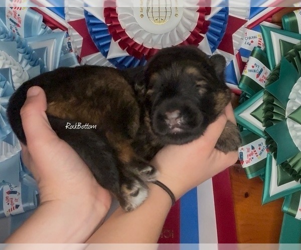 Medium Photo #2 German Shepherd Dog Puppy For Sale in MORRILTON, AR, USA