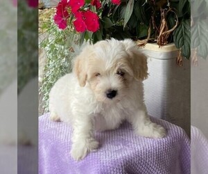 Bichon Frise Puppy for sale in HERNDON, PA, USA