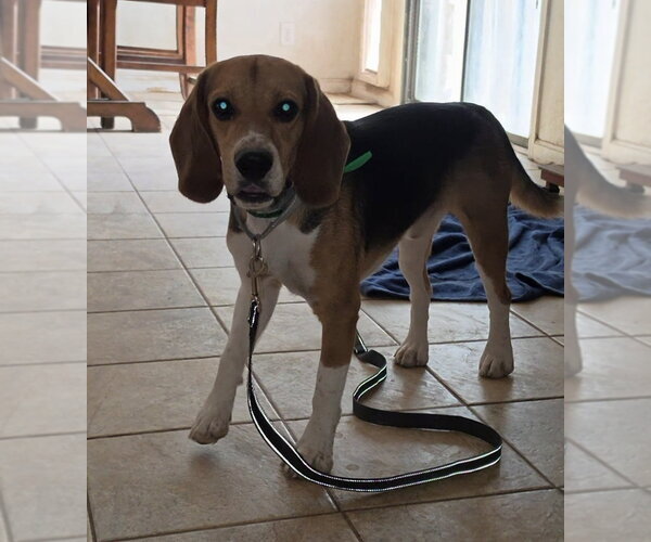 Medium Photo #6 Beagle Puppy For Sale in Las Vegas, NV, USA