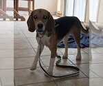 Small #5 Beagle