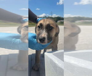 Catahoula Leopard Dog-Unknown Mix Dogs for adoption in Bolivar, MO, USA