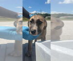 Small Catahoula Leopard Dog Mix