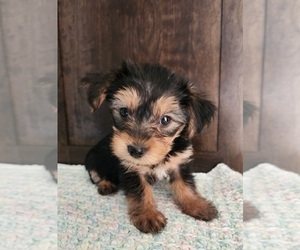 Yorkshire Terrier Puppy for sale in MERIDIANVILLE, AL, USA