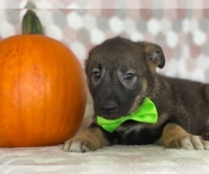 German Shepherd Dog-Unknown Mix Puppy for sale in LANCASTER, PA, USA