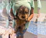 Small #1 Mutt