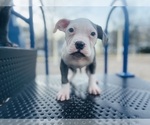 Small #3 American Pit Bull Terrier