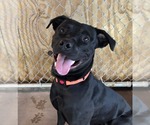 Berg - Male Labrador Retriever-Unknown Mix Dog for Adoption - Small photo