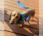 Small #4 Dachshund