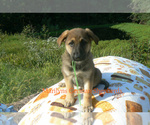 Small #4 German Shepherd Dog