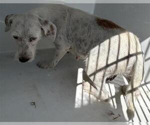 Miniature Schnauzer-Unknown Mix Dogs for adoption in Houston, TX, USA