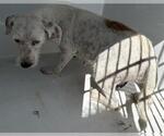 VIRGINIA - Female Miniature Schnauzer-Unknown Mix Dog for Adoption - Small photo