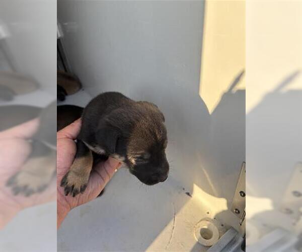 Medium Photo #1 Labsky Puppy For Sale in Houston, TX, USA