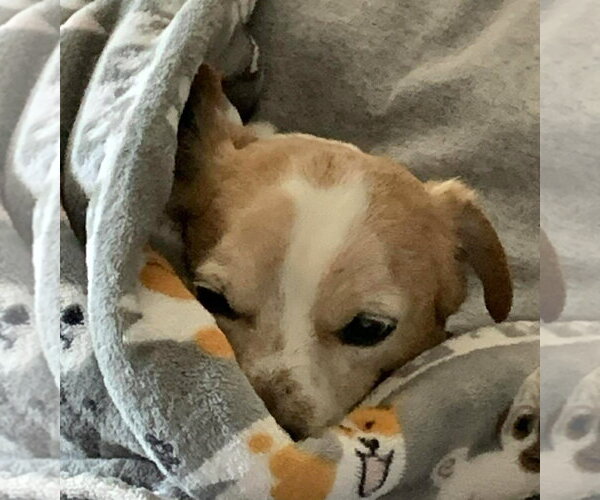Medium Photo #9 Chihuahua Puppy For Sale in Boonton, NJ, USA