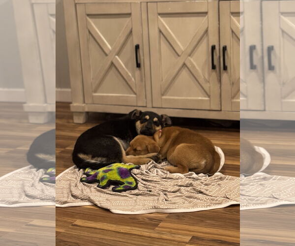 Medium Photo #6 Shepweiller Puppy For Sale in Sandy, UT, USA