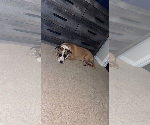 Medium Photo #7 Boxer-Unknown Mix Puppy For Sale in Holly Springs, NC, USA