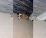Small #6 Boxer Mix