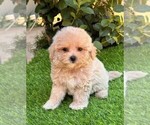 Small #8 Maltipoo