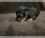Small #6 Yorkshire Terrier