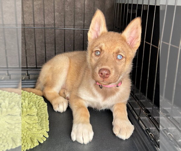 Medium Photo #3 Gerberian Shepsky Puppy For Sale in Claremore, OK, USA