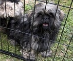 Small Shih Tzu