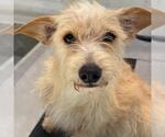 Small #3 Poodle (Miniature) Mix