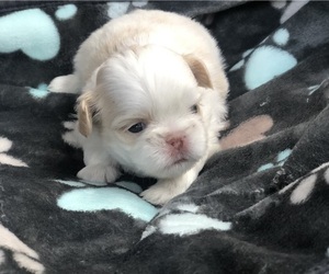 Shih Tzu Puppy for sale in MILTON, FL, USA