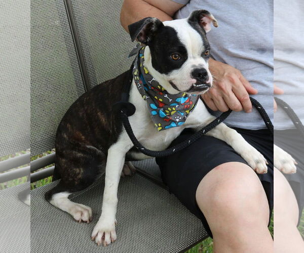Medium Photo #2 Boston Terrier-Unknown Mix Puppy For Sale in Bandera, TX, USA