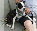 Small #1 Boston Terrier Mix