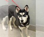 Small Siberian Husky Mix
