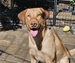 Small Photo #1 Borador Puppy For Sale in SANTA MARIA, CA, USA
